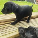 Rocco And Penny Patter - @rocco_and_penny_patter - Instagram