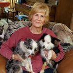 Pat Rushing - @pcrossaussies - Instagram