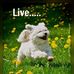 Pat Schafer - Facebook
