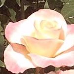 Pat Sears - @patsears08 - Instagram