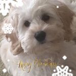 Pat Sears - @pat.sears.12 - Instagram