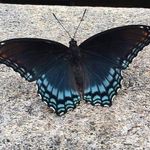 Pat Sears McKain - @searsmckain - Instagram