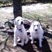 Pat Shafer - Facebook