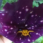 Pat Shaffer - @skirpanpatricia - Instagram