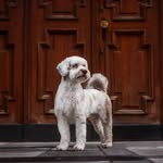 Pat & Sherlock - @sherlock_the_assistancedog - Instagram
