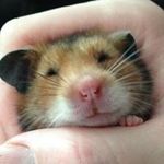 Pat Sherman - @pat.sherman.71 - Instagram