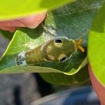 Patty Shipley - @leavesforwildlife - Instagram