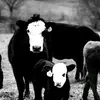 pattonslusher - @pattonslusher - TikTok