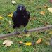 Pat Snee - Facebook