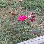 Patricia Snodgrass - @patriciasnodgrass - Instagram