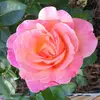 Pat Spaulding - @pat.spaulding - TikTok