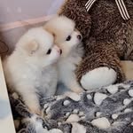 Club do spitz patos PB🐶🐾🥰❤️ - @club_spitz_patos - Instagram