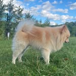 Pati🐾pomeranian spitz - @pati_pomeranian_spitz - Instagram