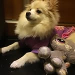 spitz pati - @spitz_pati - Instagram