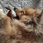 spitz_pati_love - @spitz_pati_love - Instagram