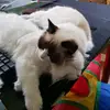 Nika and Milo - @patspring - TikTok