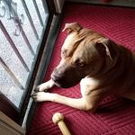 My cute doggie - @patti.staggs - Instagram