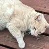 Pat. Star - @pat..star - TikTok