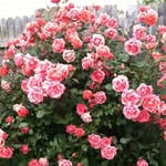 Pat Starke - @starke.pat - Instagram