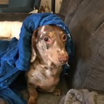 Patricia Stauffer - @bestfriends_petsittingservices - Instagram