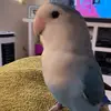 Patricia Stauffer - @leothelovebird0 - TikTok