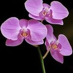 Pat Stowe - @pat.stowe - Instagram