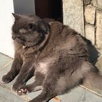 Pat Strauss - @patsanimalpics - Instagram