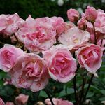 Pat Stringer - @pat.stringer.73 - Instagram