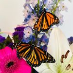Pat Stringer, OP - @pat_stringer_op_ - Instagram
