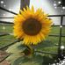 Pat Swenson - Facebook