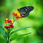 🦋🦋🦋🦋பட்டாம்பூச்சி🦋🦋🦋🦋 - @pattampuchi4 - Instagram