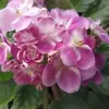 patriciatemple59 - @patriciatemple59 - TikTok