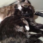 Pat Thibault - @pat.thibault.75 - Instagram