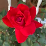 Patsy Thibodeaux - Facebook