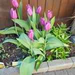 Pat Thomson - @pa.thomson - Instagram