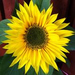 Pat Thomson - @pat_thomson_ - Instagram