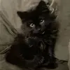 🕸️~𝓟𝓪𝓽~🕸️ - @patticklestoe - TikTok
