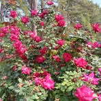 Pat Toler - Facebook