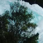 pat loves trees - @pat_.trees - Instagram