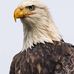Pat Tripp - Facebook