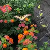 patti_winters - @patti_winters - TikTok