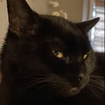 Patti Witmer-Adams - @black_cat_stitchery_llc - Instagram