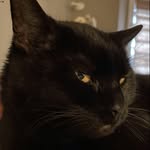 Patti Witmer-Adams - @blackcatstitcheryllc_ - Instagram