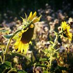 Pat Witte - @witte.pat - Instagram