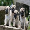 PATWITTER - @puggylove - TikTok