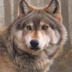 Pat Wolf - @pat.wolf.587 - Instagram