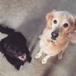 Patty & Wrigley - @pattyandwrigley - Instagram