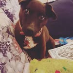 Wrigley - @wrigley_the_patterdale_terrier - Instagram