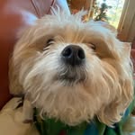 Wrigley - @wrigley.patts - Instagram