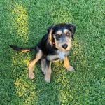 Wrigley & Patches - @wrigleyandpatches - Instagram